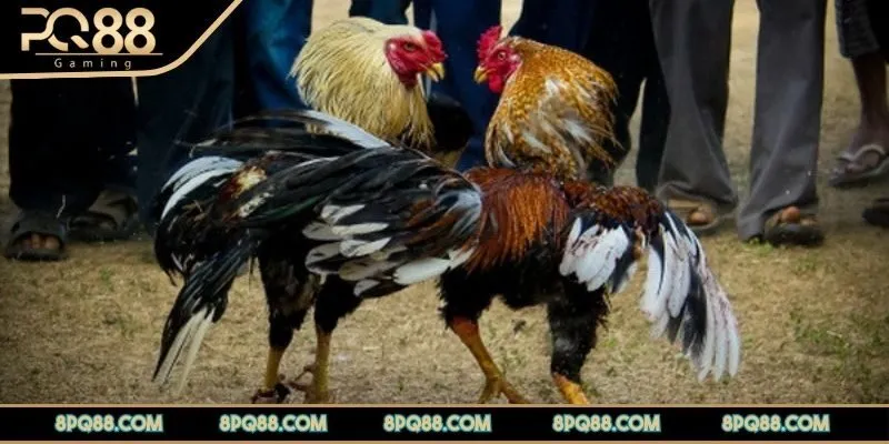 da-ga-pq88-cach-tinh-ty-le-cuoc